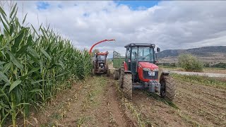 massey ferguson 285Sve3635 slaj biçimi OLDUKÇA ZORLANDIK mf285in zor anları#masseyferguson #traktor