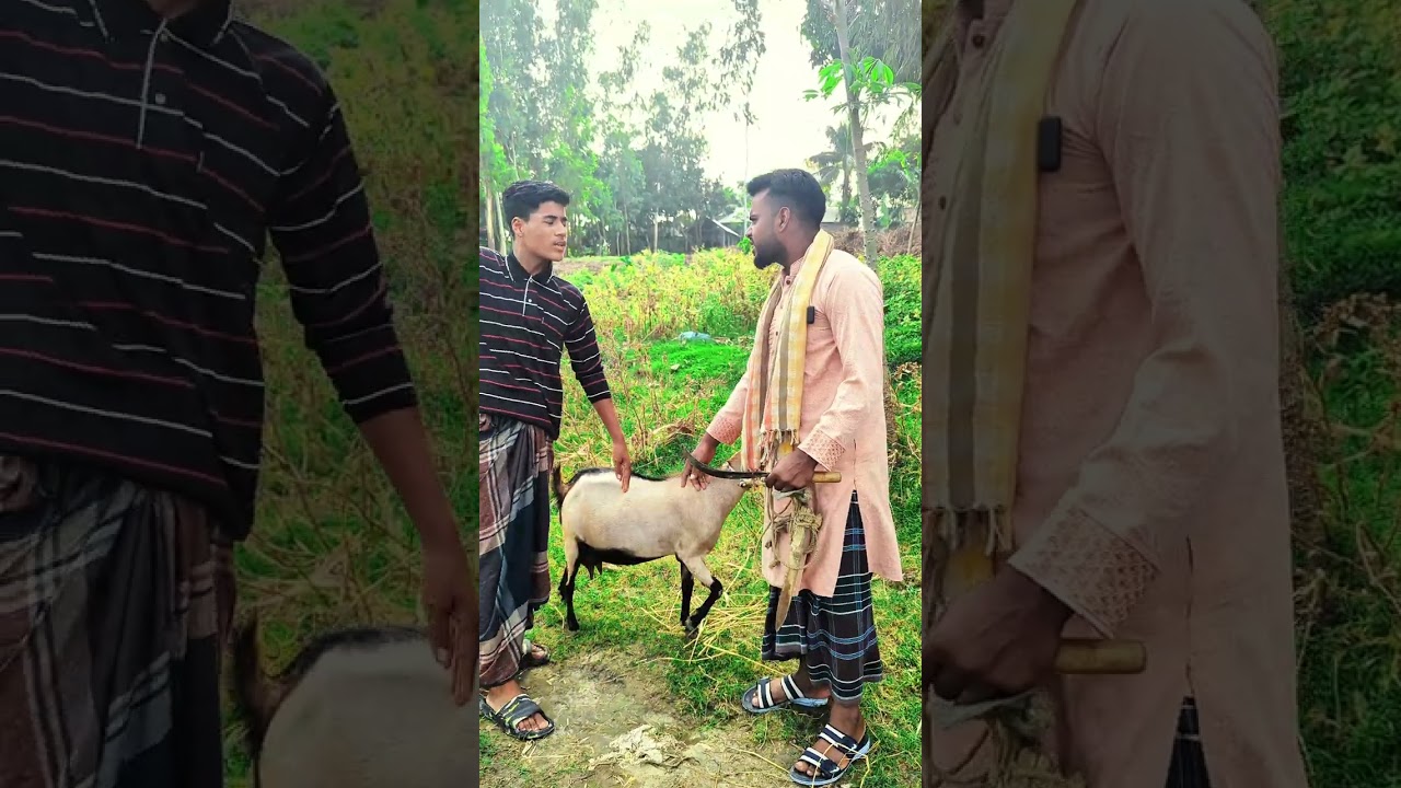 ছাগল দিয়ে পাকা ধান খাওয়াইলো