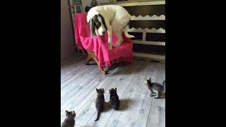 😺 Помогите! Нападают! 🐶 Смешное видео с собаками, кошками и котятами! 🐱