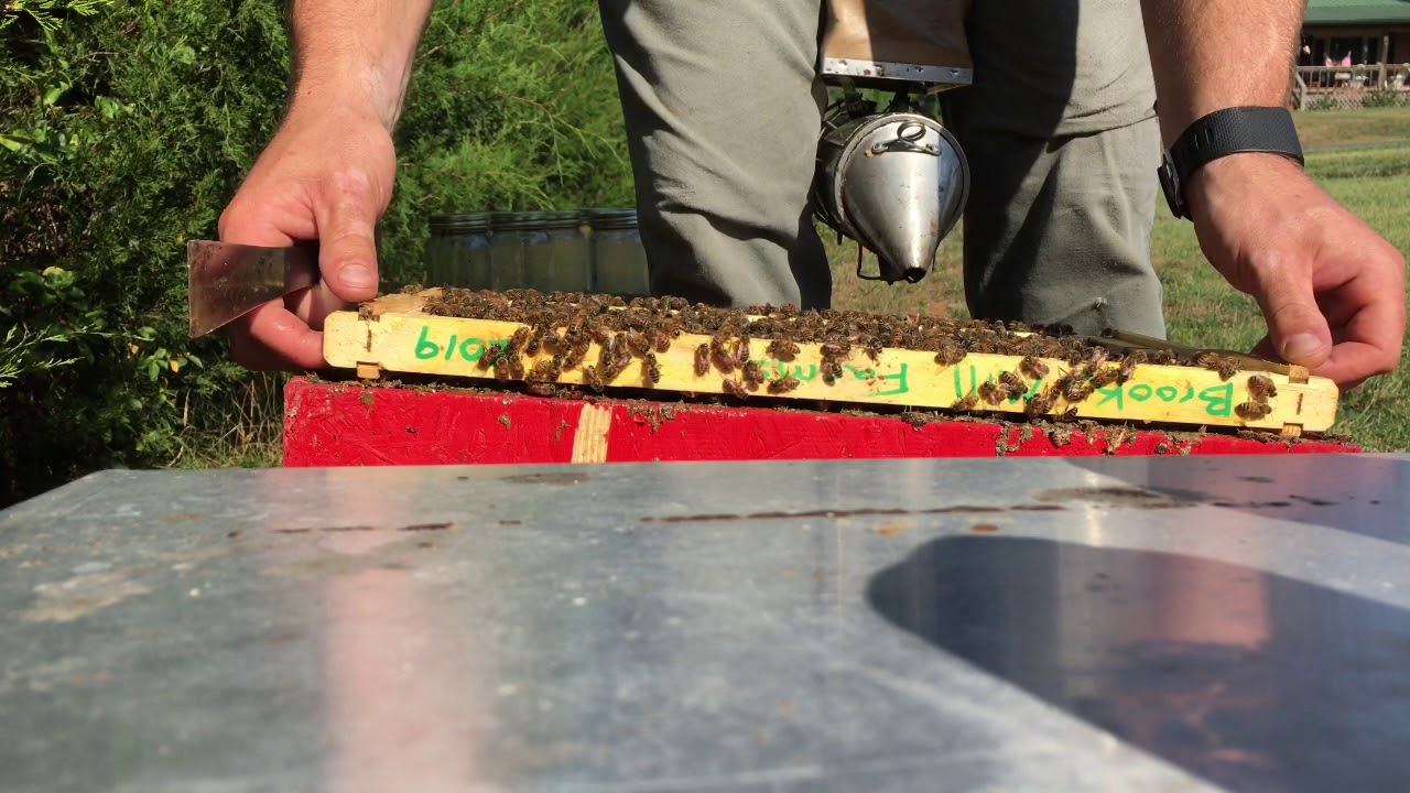 5 Frame Cell Builder-VSH Pol-Line Queens