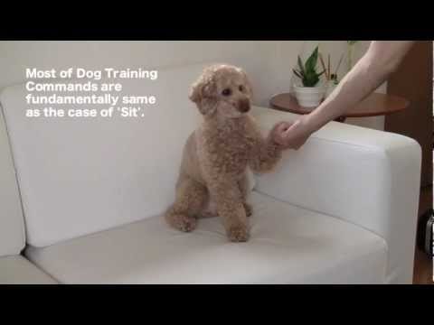 toy poodle puppy training