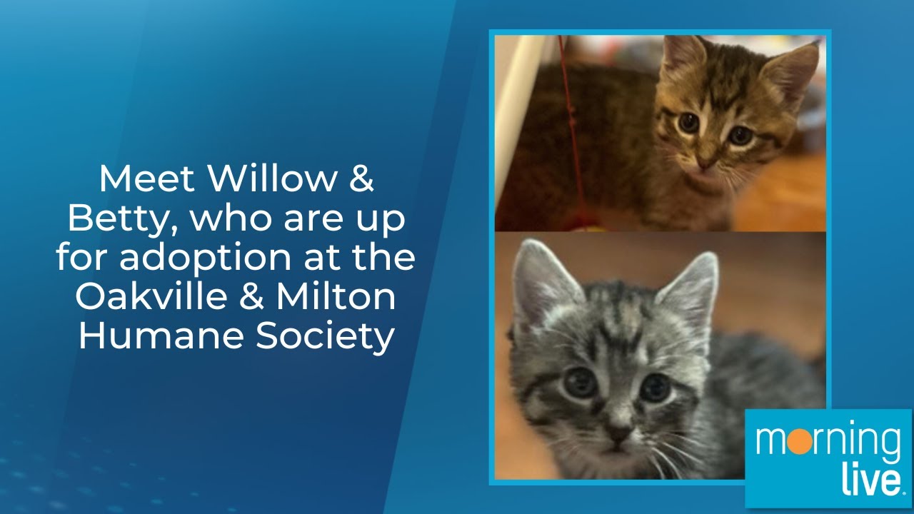 Meet Willow Betty Who Are Up For Adoption At The Oakville Milton meet-willow-betty-who-are-up-for-adoption-at-the-oakville-milton