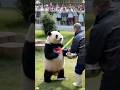 The baby panda is playing happily #panda #trending #cute #cutepanda #viral