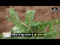 Herbal tips      health benefits and medicinal uses of bhui amla  deepak aacharya