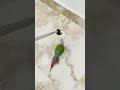 Birds اكسبلور Parrot معصب من لستاند بدون سبب 