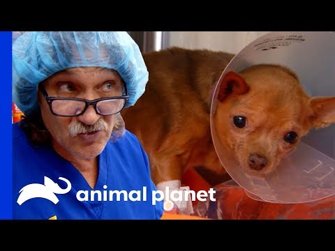 Video: Z Vet: 3 veci, každý majiteľ Chihuahua by mal sledovať