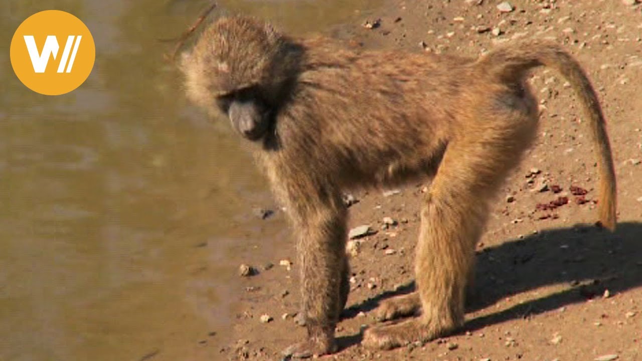 Paviane Äthiopien Baboon - Gelada