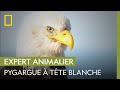 Une famille de pygargues à tête blanche à Washington | CHRISTIAN COOPER ET LE MONDE DES OISEAUX