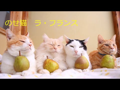 ラ・フランスをのせた4匹のねこ 211209