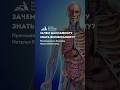 Зачем массажисту знать биомеханику? #курсымассажа #школамастеровмассажа #массаж