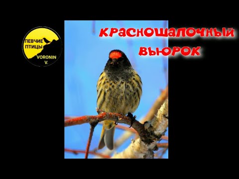 Video: Bird Yurok: fotografie și descriere