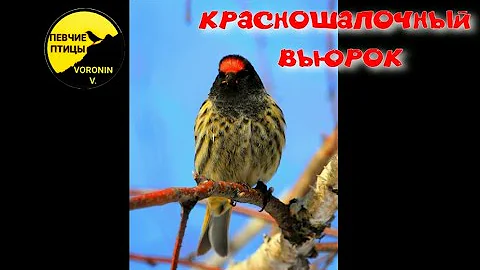 Корольковый вьюрок, или красношапочный вьюрок, или королевский вьюрок Serinus pusillus #Вьюрок
