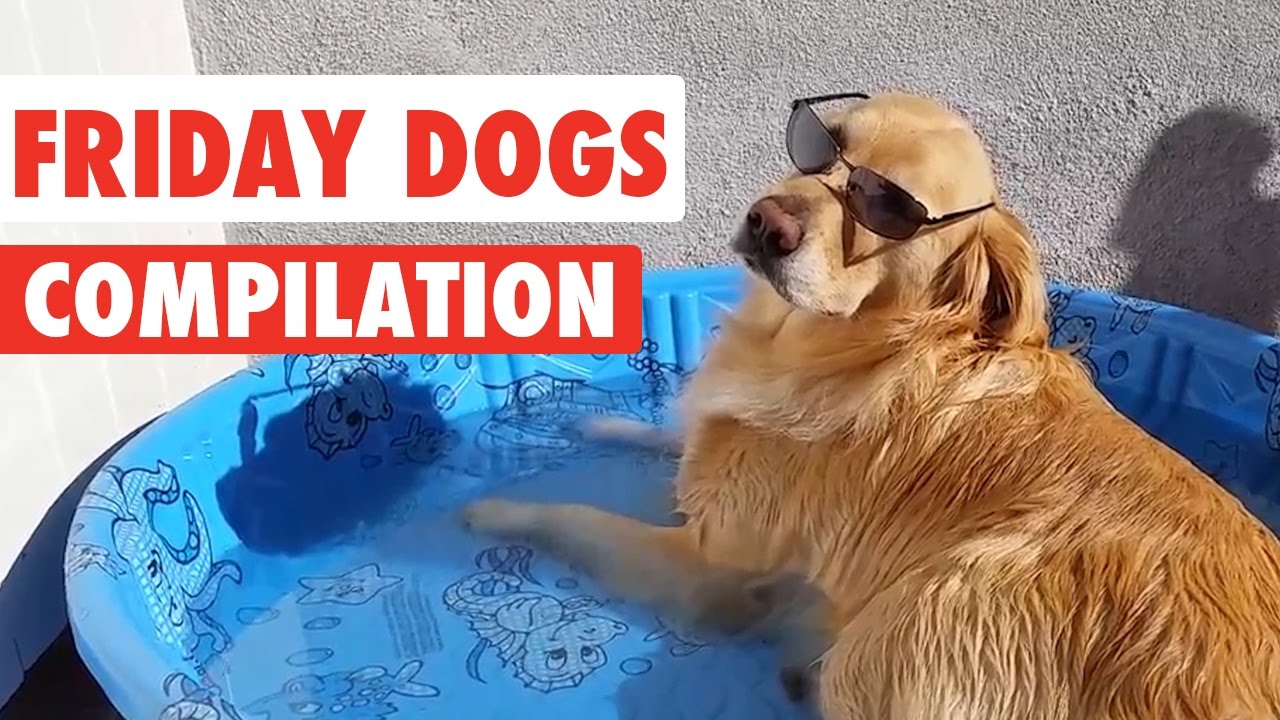 Friday Dogs Video Compilation 2016 - YouTube