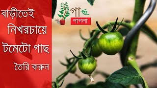 how to grow tomatoes indoors | বাড়িতে টমেটো গাছ তৈরি করুন ।