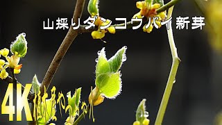 超逸品。山採りヤマコウバシ3.8M(鉢底から) 超逸品。山採り