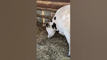Принимаю роды у коровы👍