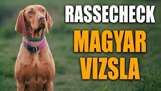 Magyar Vizsla Rassecheck   Rasseportrait, Rassebeschreibung, Informationen zur Rasse und Erziehung