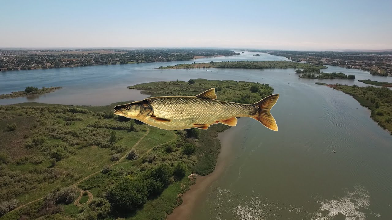 Pike Minnow Sport Reward Program II