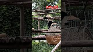 Панда смешно упала в зоопарке Пекина