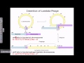 Lysogenic cycle of lambda phage