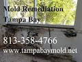 Mold Remediation Services Westchase FL 813-358-4766 TampaBayMold.net