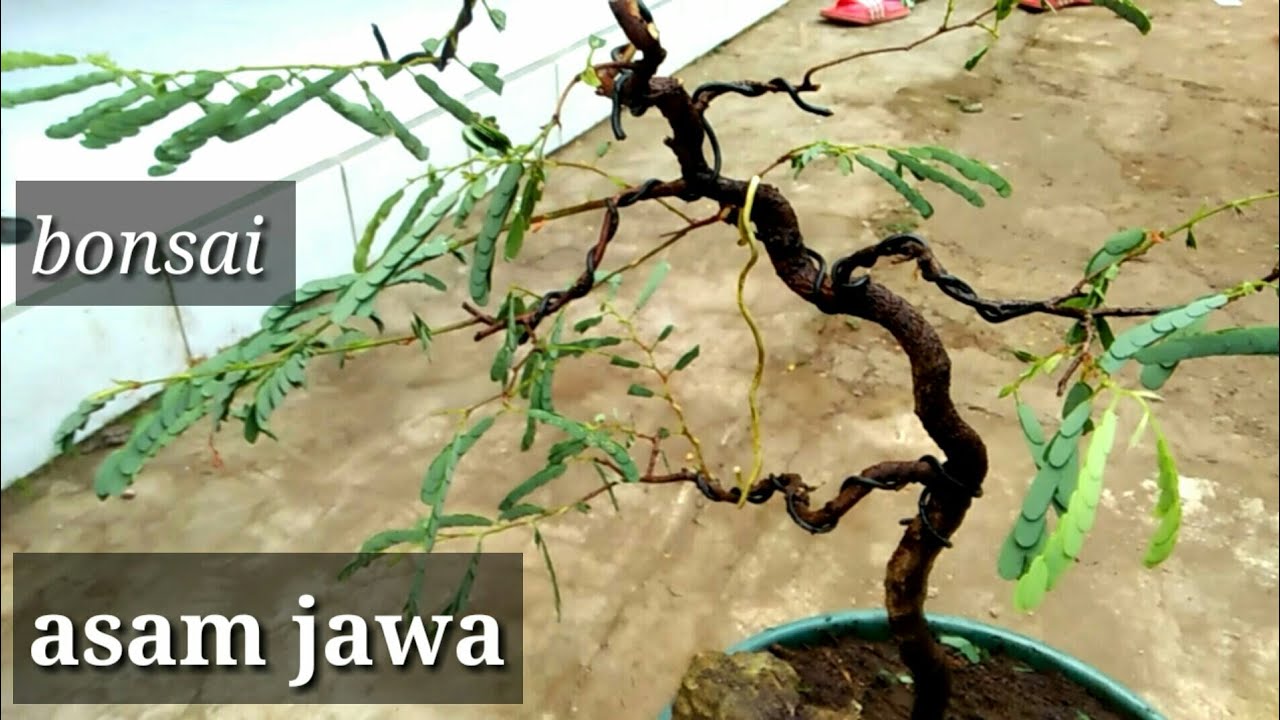 membentuk bonsai asam jawa umur 2thn#fajhamchannel - YouTube