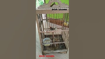 suara prejak tamu /prenjak lumut gacor suara jernih