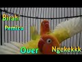 Pancingan Lovebird Ngekek Panjang Agar Fighter Dilakukan Lovebird Betina Yg Sedang Birahi Mp3 - Mp4 Download