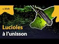 Lucioles  lunisson  actu de science