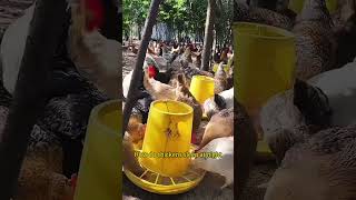 Why Chickens Won't Sleep on the Ground #chicken #farming #homestead