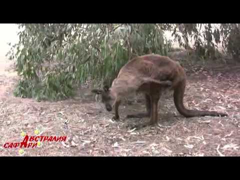 Видео: Най-добрите дейности на открито на остров Кенгуру в Австралия