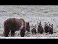 Wildlife Photography-Grizzly 399 a Quad Mom-4 cubs-Jackson Hole/Grand Teton Park/Yellowstone Park