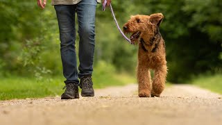 Do Airedale Terriers Chase Small Animals?