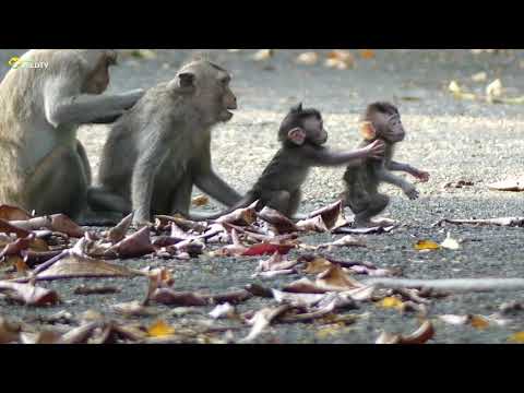 baby-monkey-wounded,-what-happening-to-this-baby?