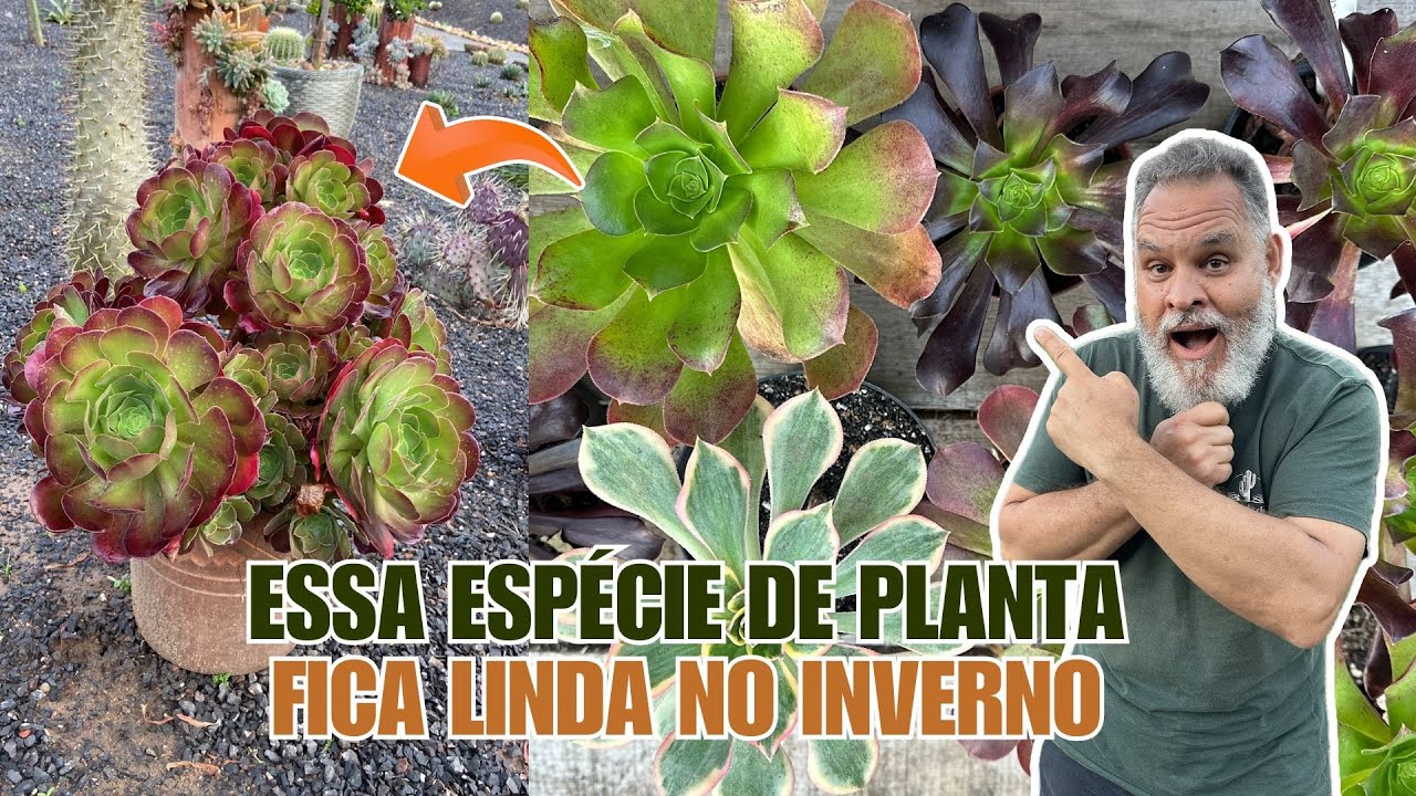 034 | Aeonium - Essa planta fica linda no inverno!