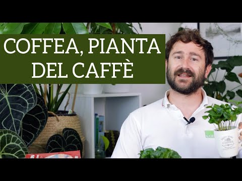 Video: Come Fare Una Pianta Del Caffè Con Le Tue Mani