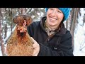 Keeping Chickens in Extreme Cold | Off Grid Alaska