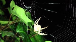 Spider spinning her web