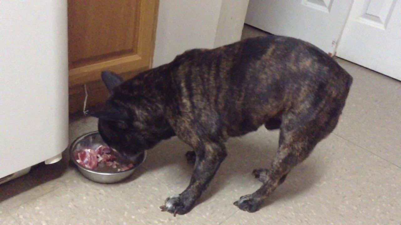 My French Bulldog eating Raw Chicken for the 1st time ever! YouTube