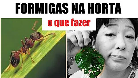Como acabar com as formigas cortadeiras no jardim?