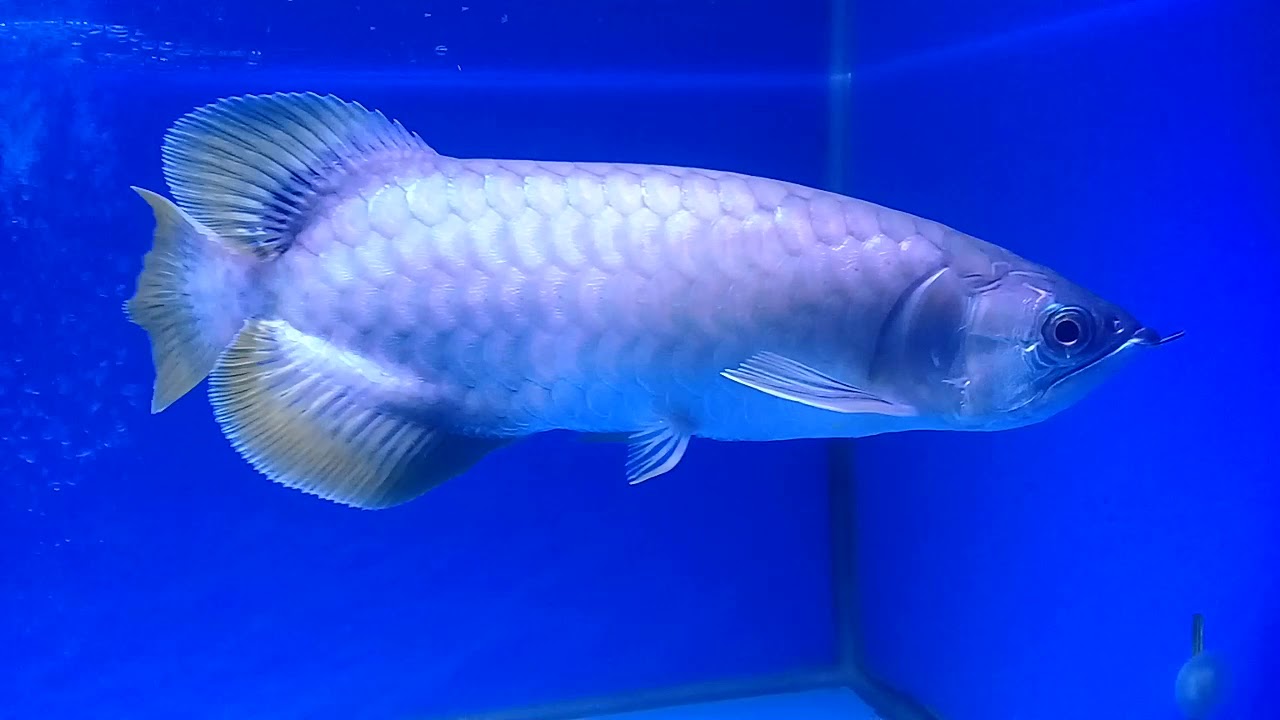  Ikan  Arwana  Banjar usia 3 tahun YouTube