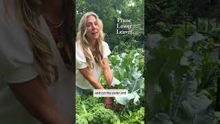 If your broccoli is only growing leaves and no fruit, try this pruning hack🥦#garden #broccoli #hack