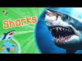 Exploring the World of Sharks