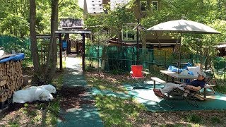 仲良く並んでお昼寝をするルンルンとアランです　Great Pyrenees　グレートピレニーズ