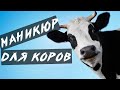 Копытных дел мастер. Уход за конечностями КРС