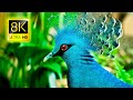 The Most Beautiful Birds in the World in 8K ULTRA HD / 8K TV