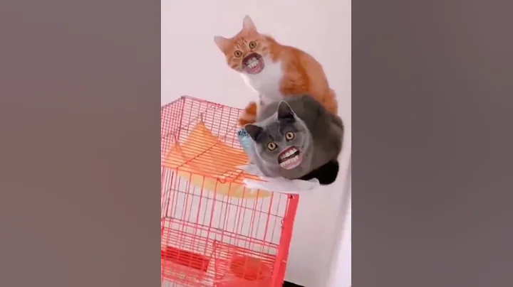 Watch the video about Funny talking cats | Meow #shorts