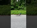 Peacock strutting across the road somewhere in New Jersey