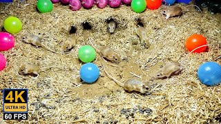 Cat TV for Cats to watch - Mice in & out from Wheat straw hole [ wide angle ] - Cat Tv mouse by Palm Squirrels Studio 2,588 views 1 month ago 10 hours