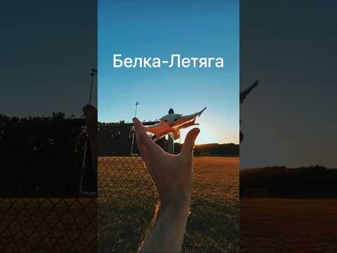 Белка-Летяга интересные факты